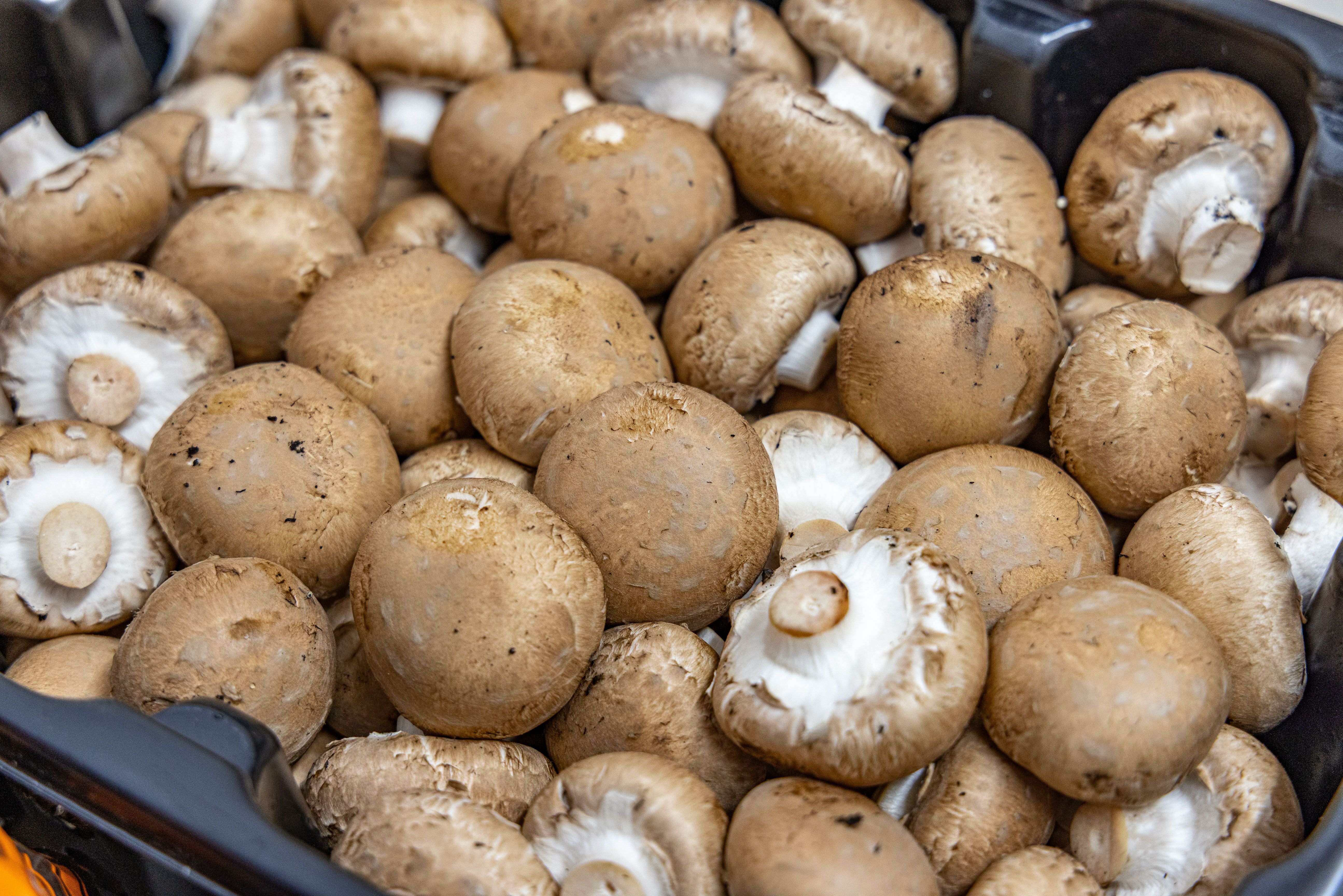 Image of Frequently Asked Questions