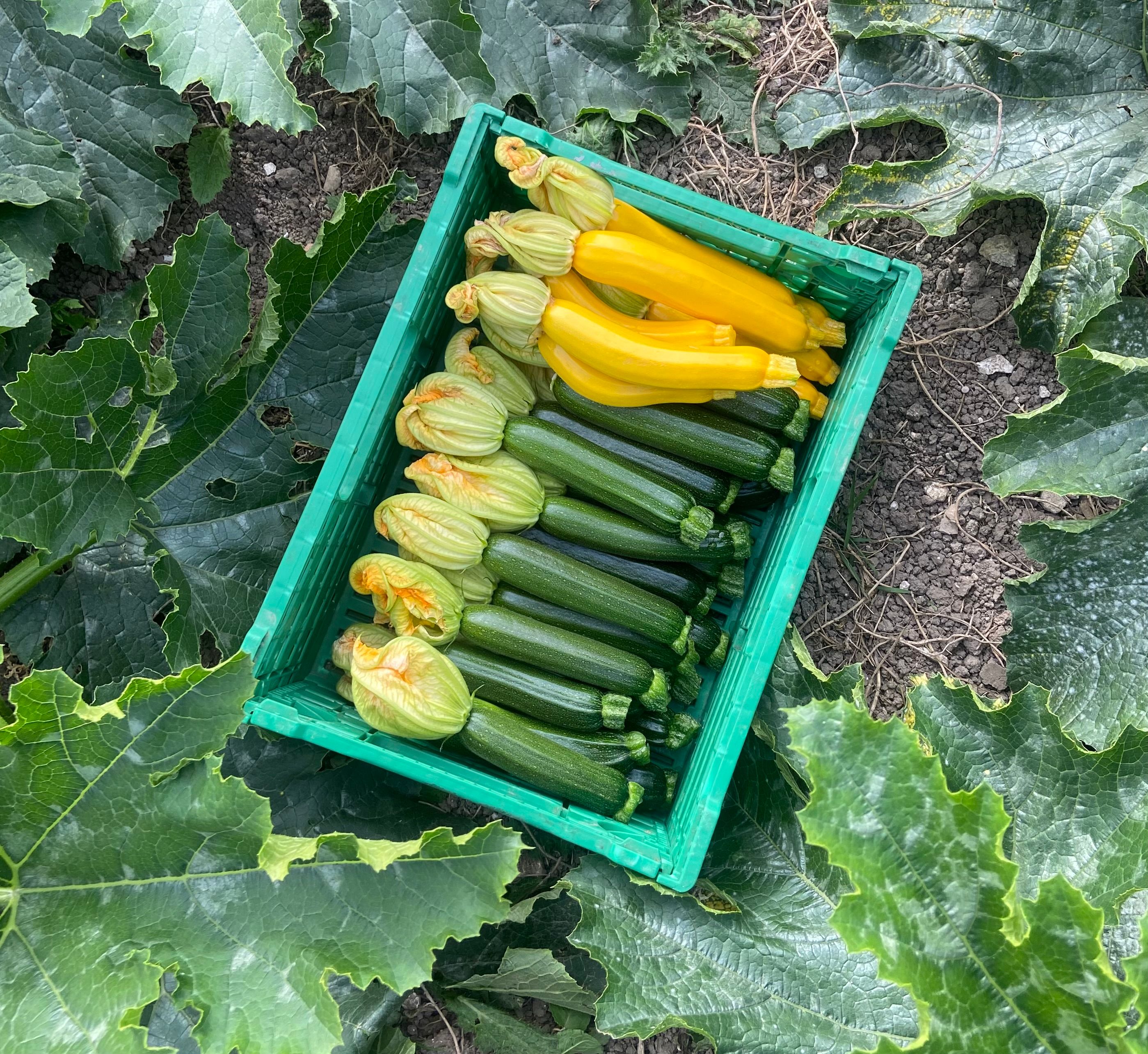 Image of Mixed Courgettes