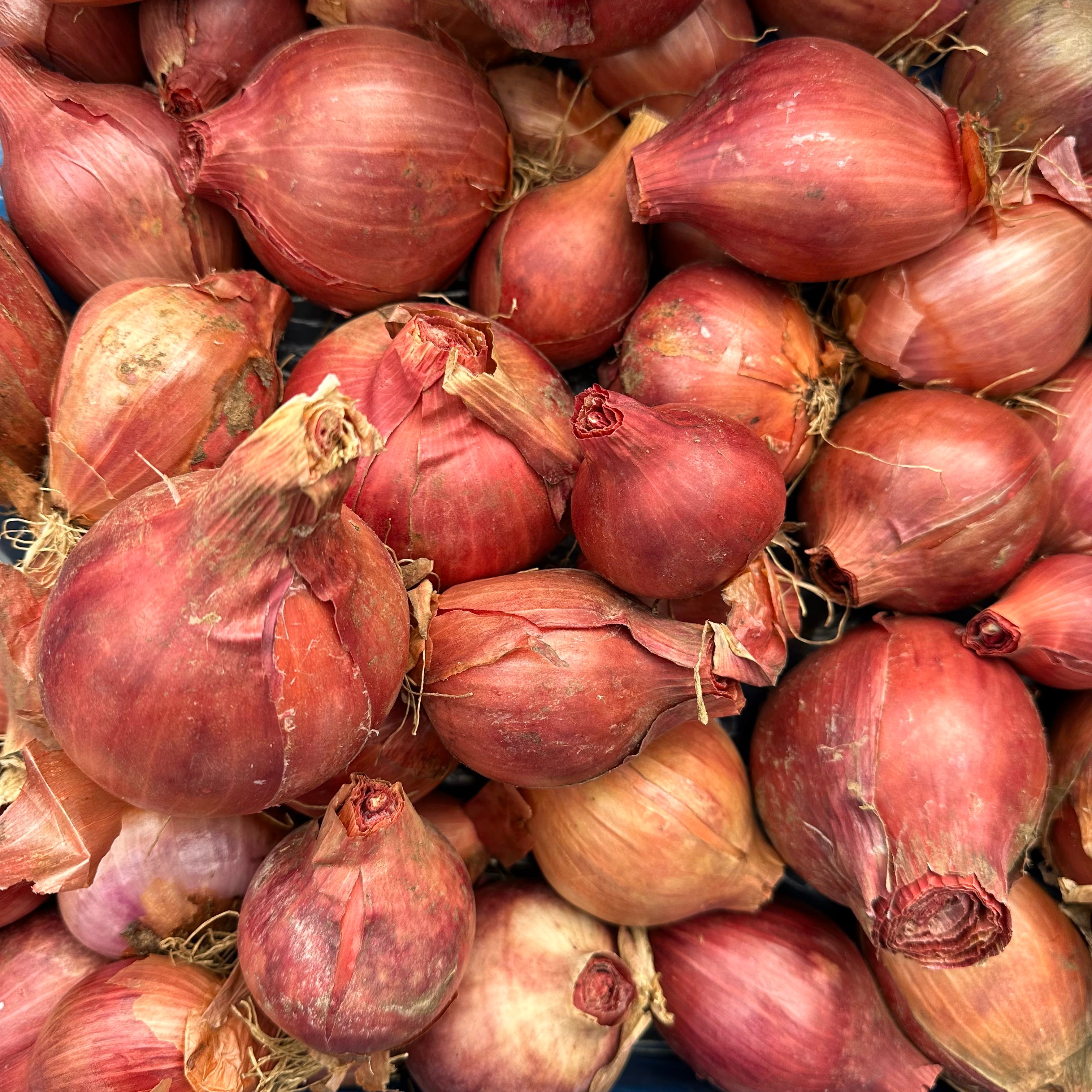 Blushing Queen Onions