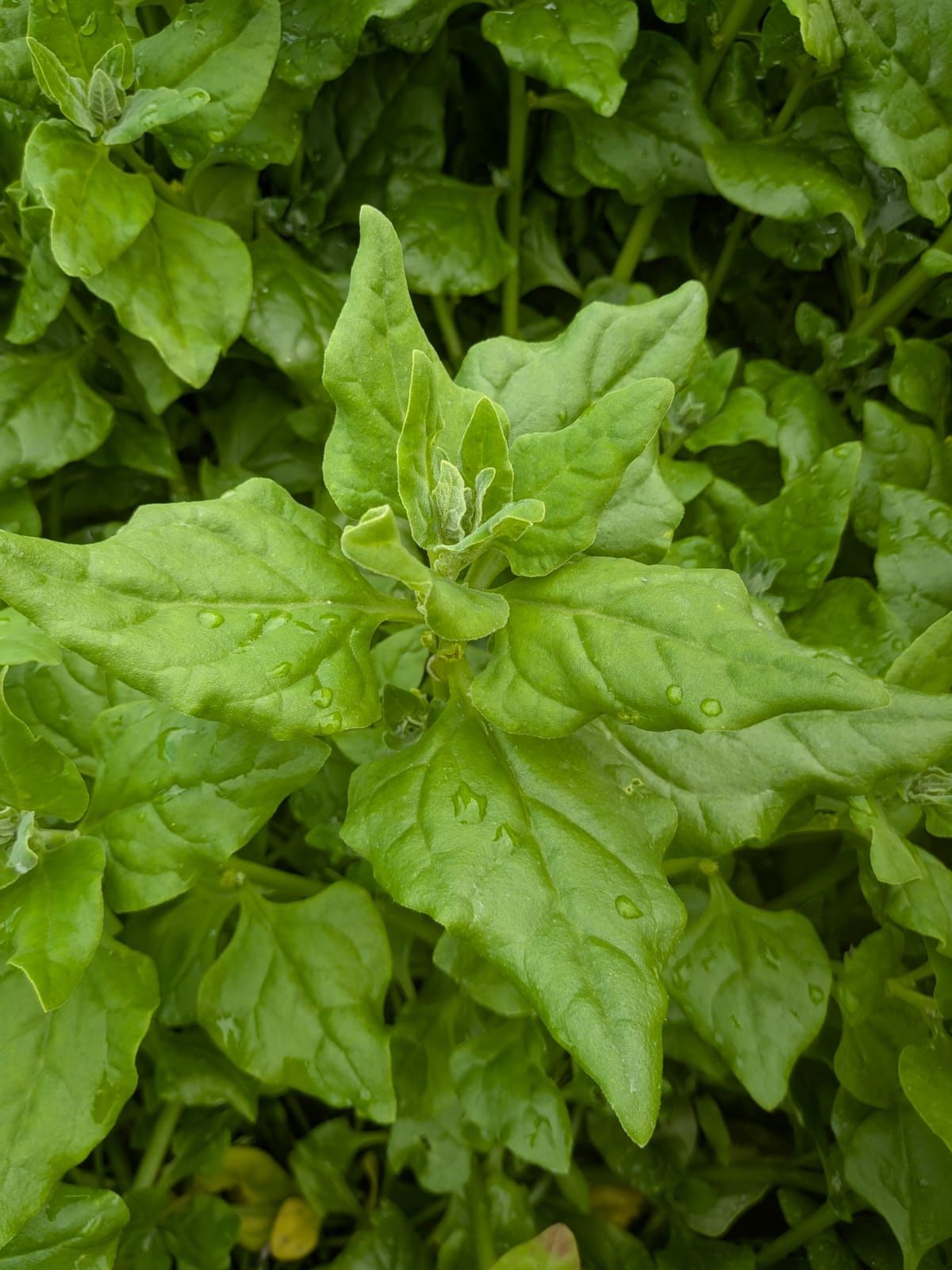 Image of New Zealand Spinach