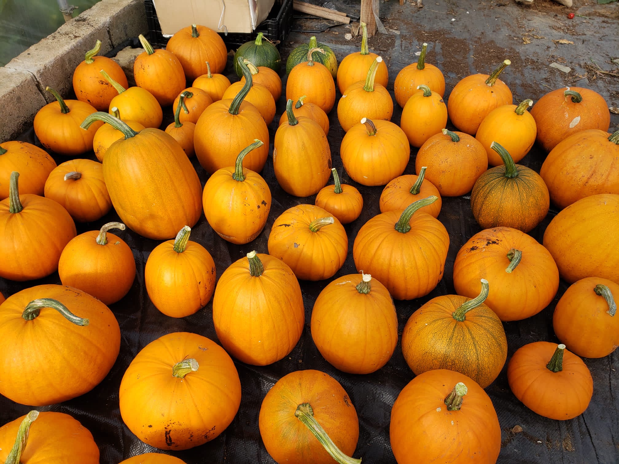 Image of Pumpkin, Small