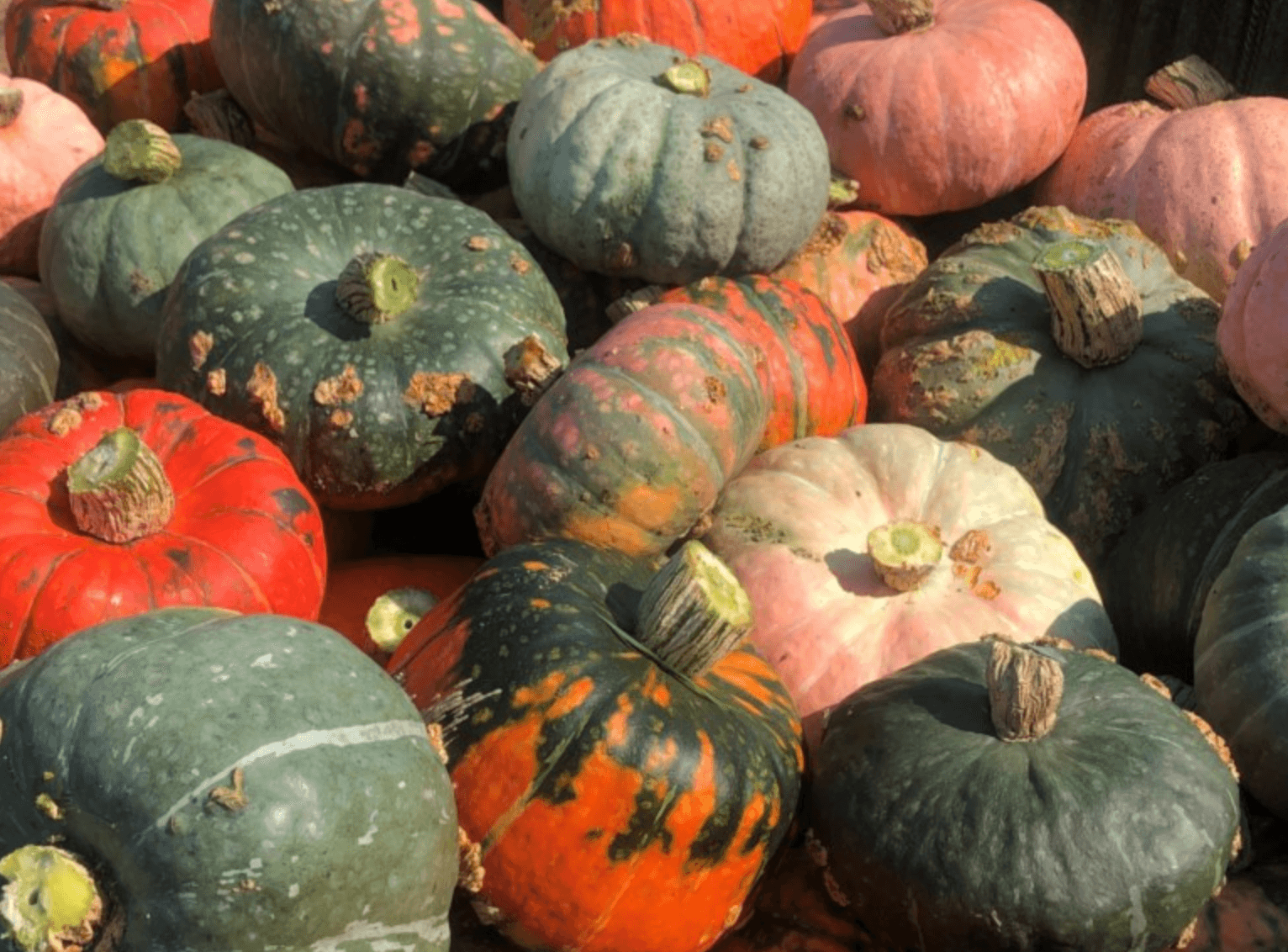 Image of Pumpkin [Desert Spirit Landrace]