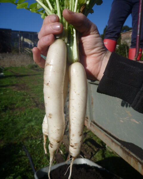 Daikon radish (also called Mooli)