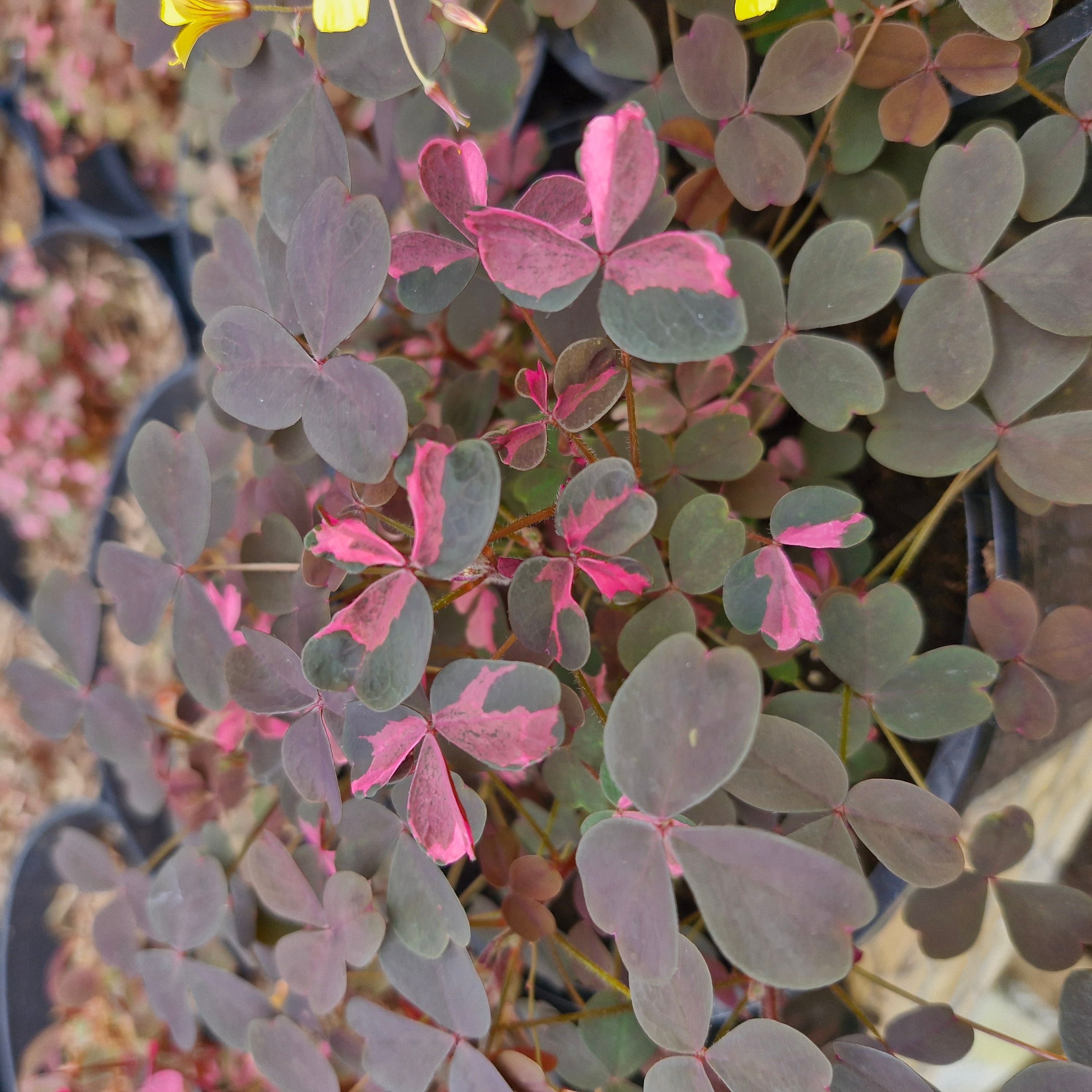 Image of Plum Sorrel