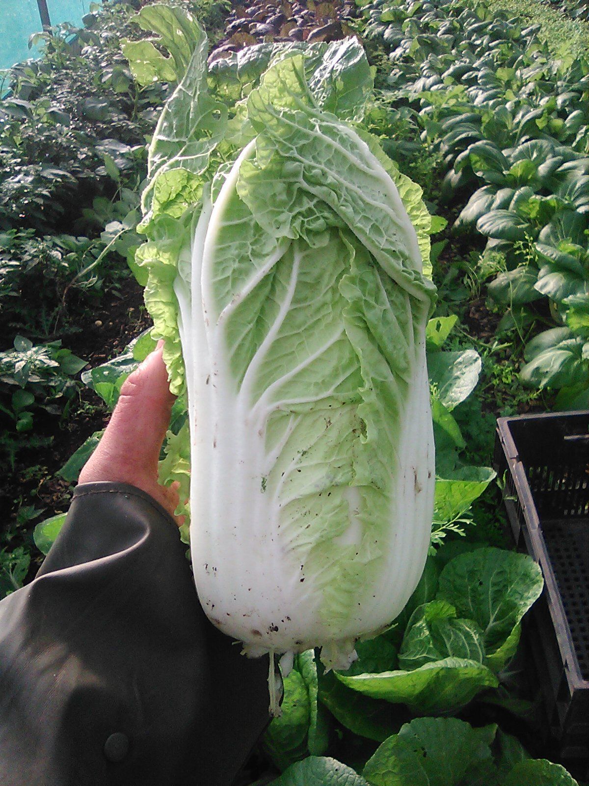 Chinese Cabbage