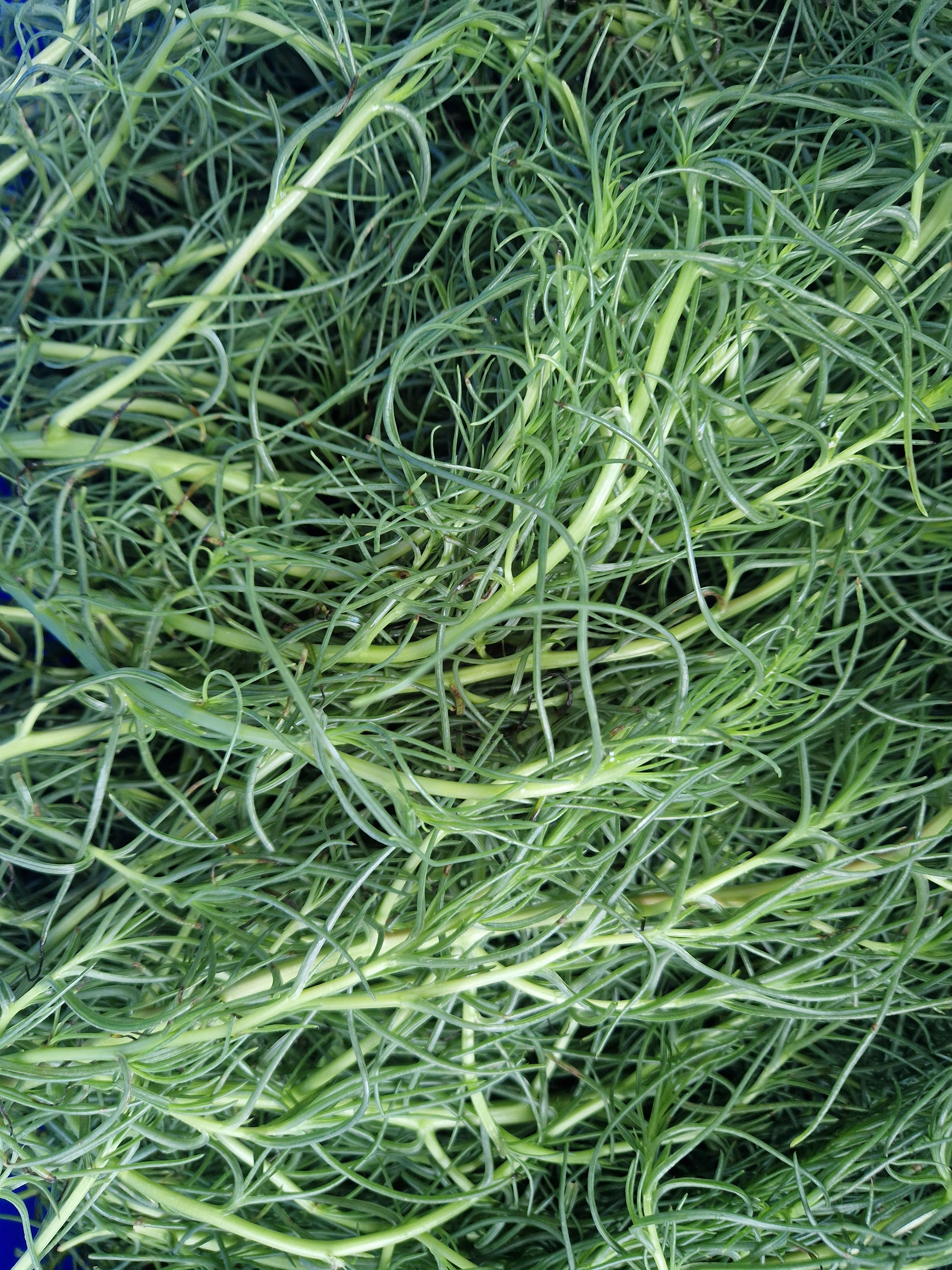 Image of Agretti