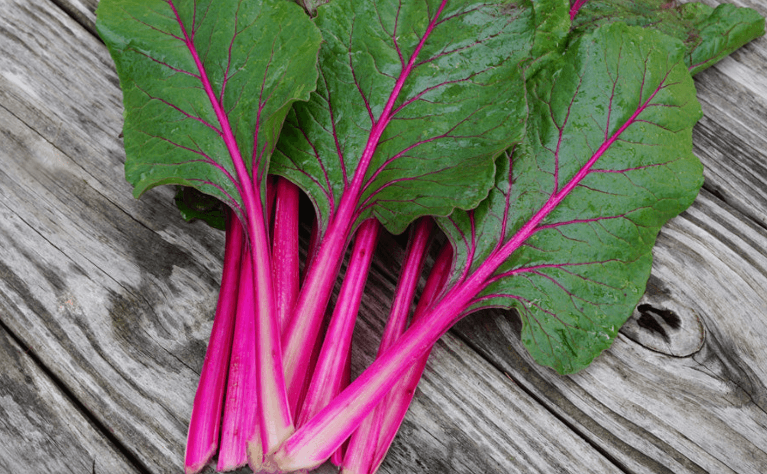 Chard [Pink Passion]