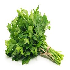 Coriander