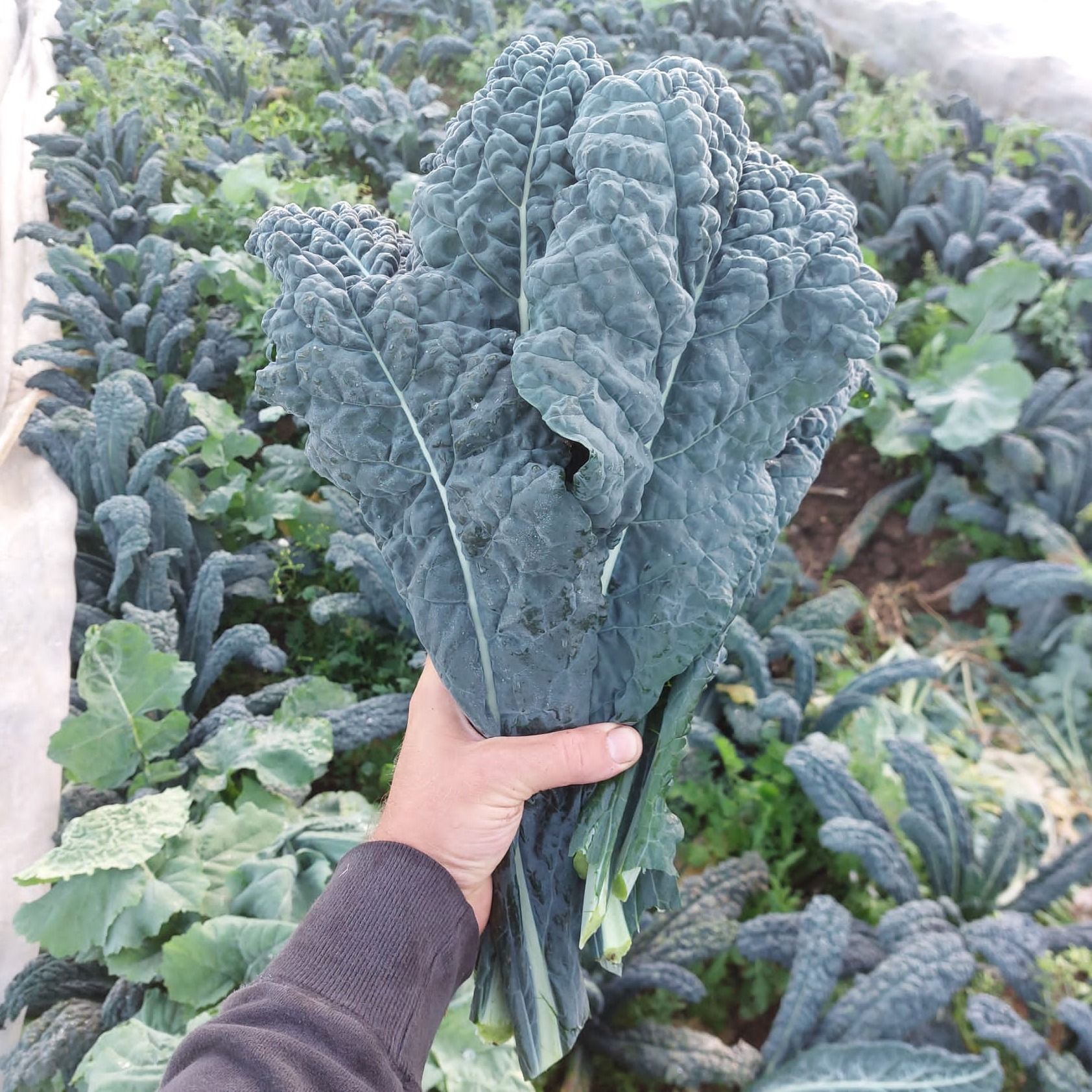 Black Magic Kale