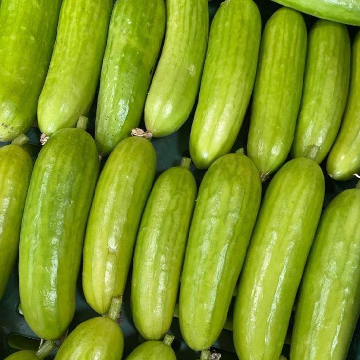 Blonde Cucumbers