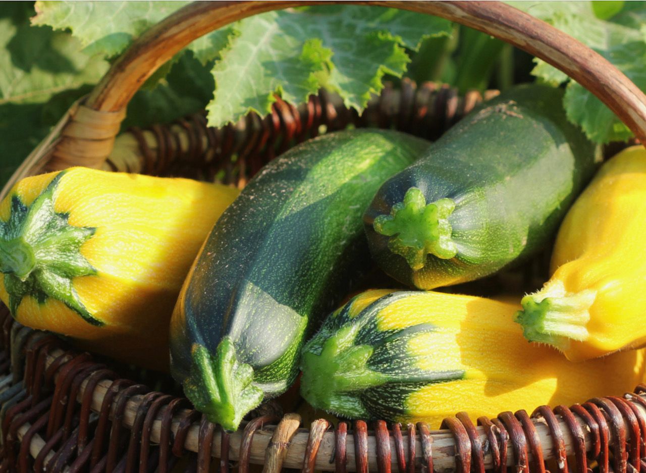 Image of Courgettes [Mixed Varieties]