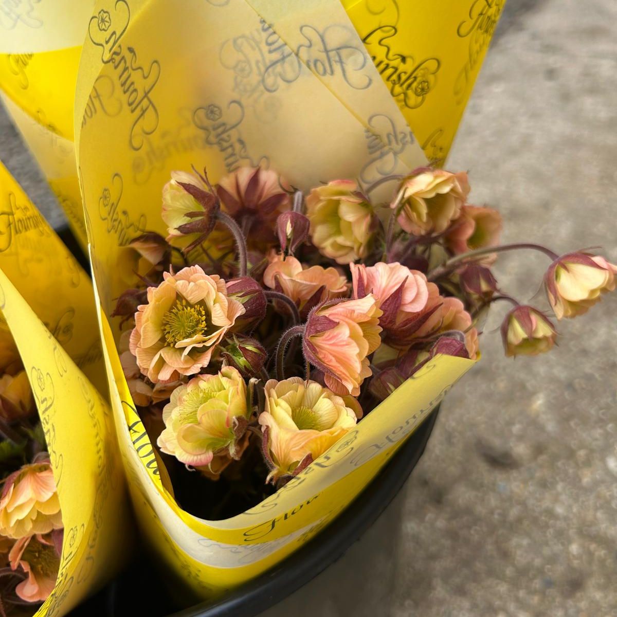 Image of Geums Cosmopolitan (Bunch)