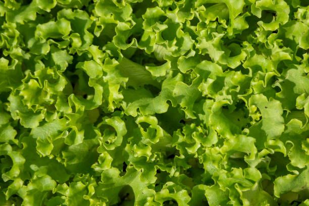 Image of Salad