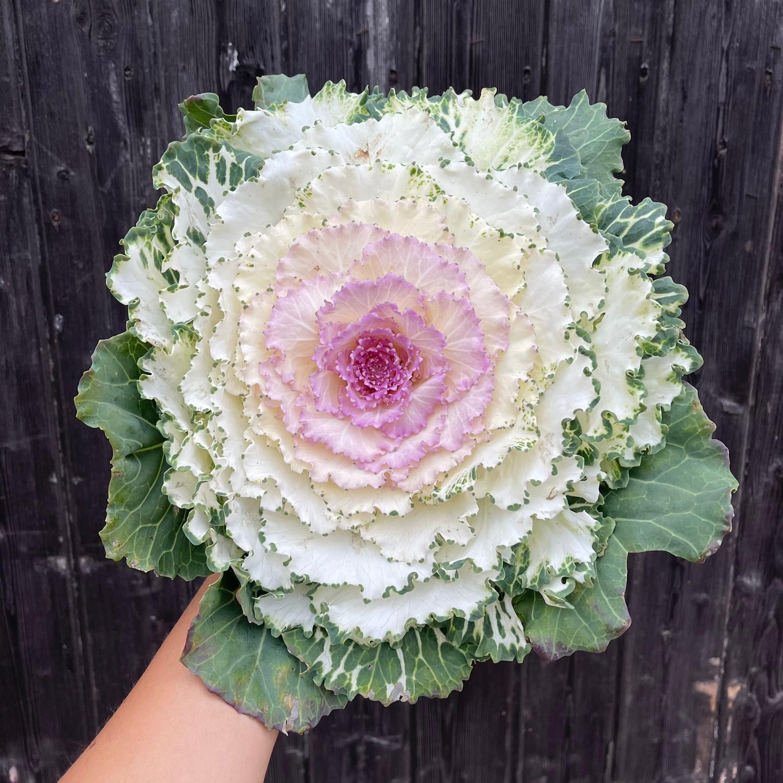 Bird of Paradise Kale