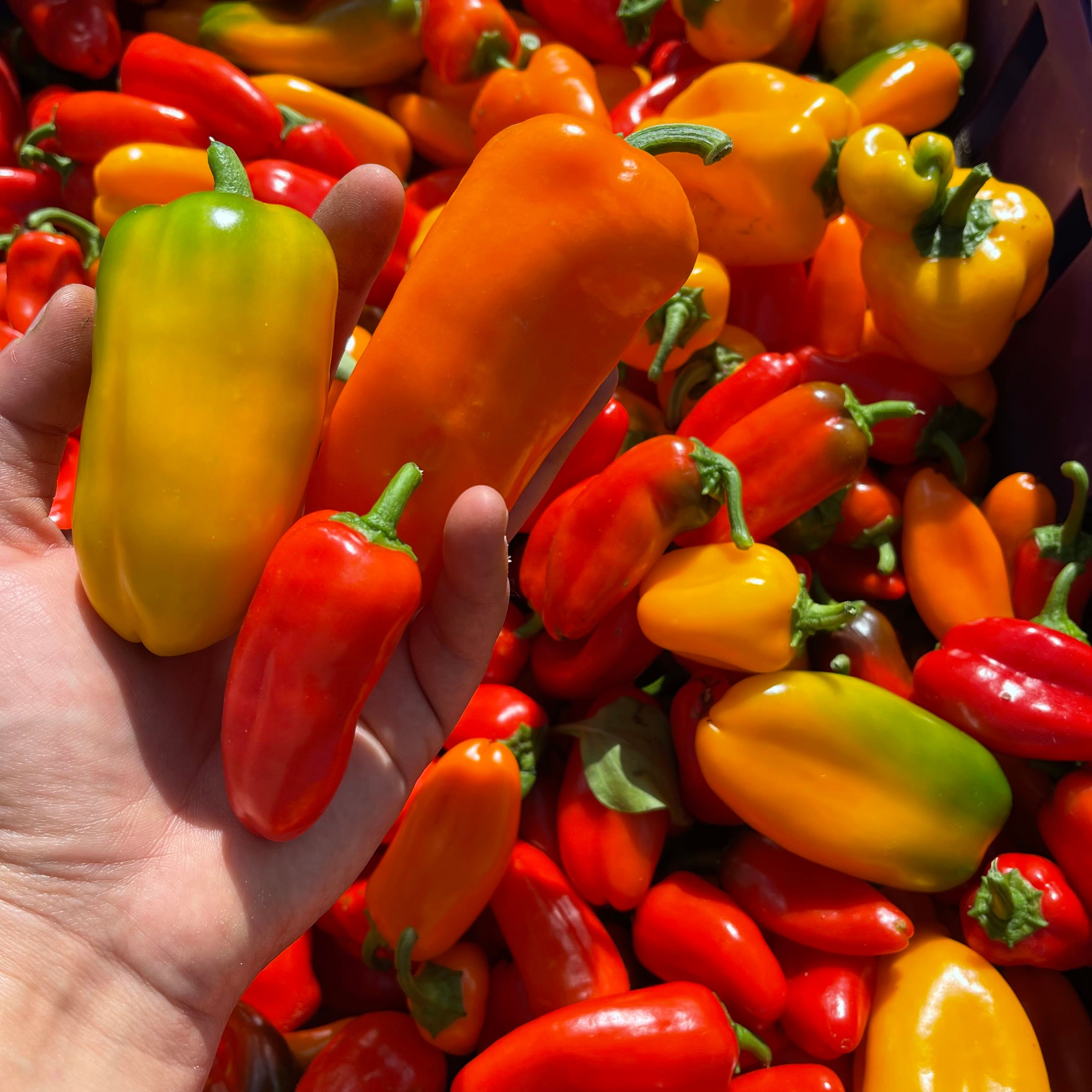Lunchbox Peppers
