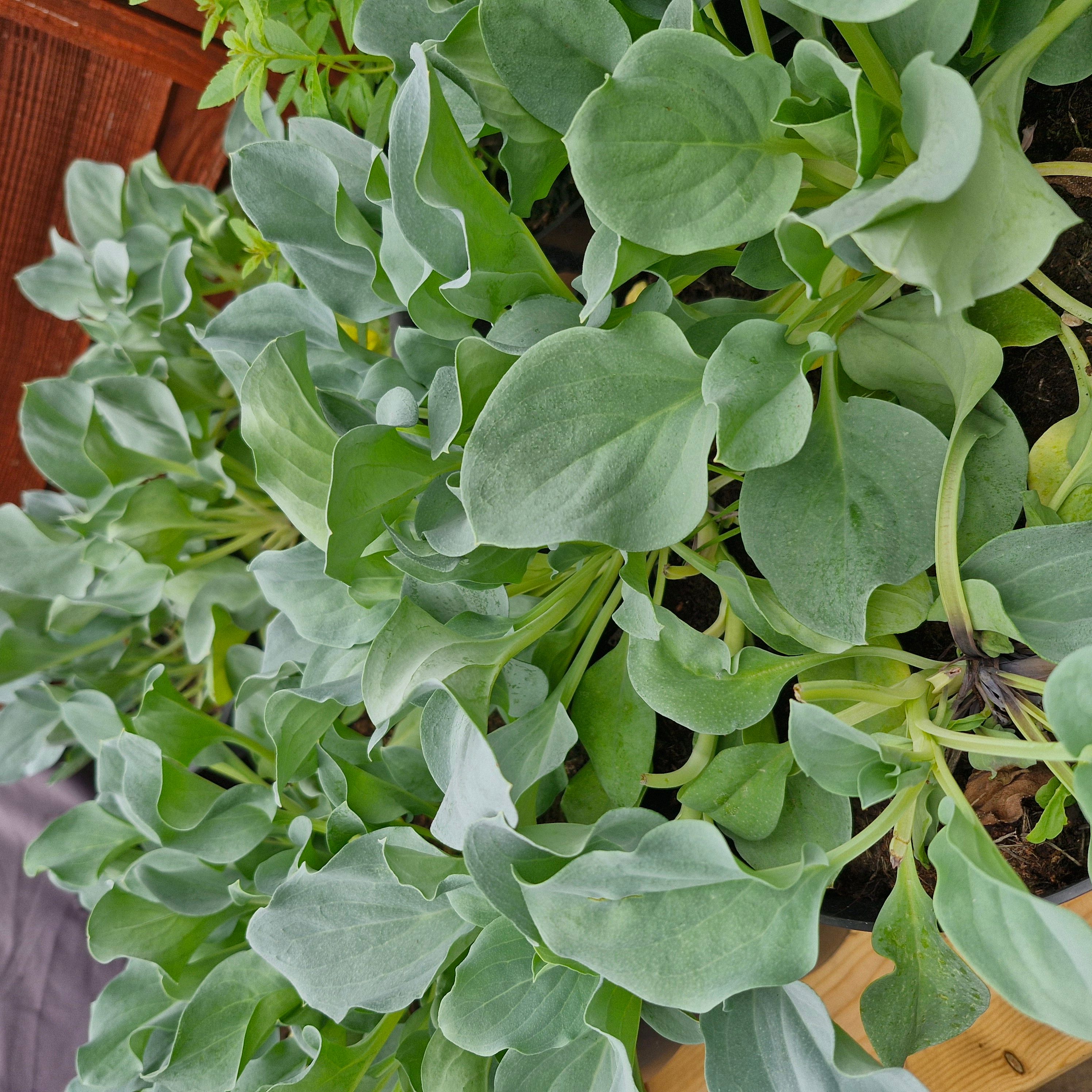 Image of Oyster Leaf