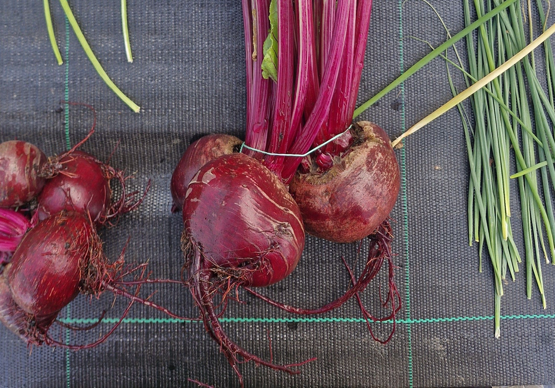 Image of Beetroot 
