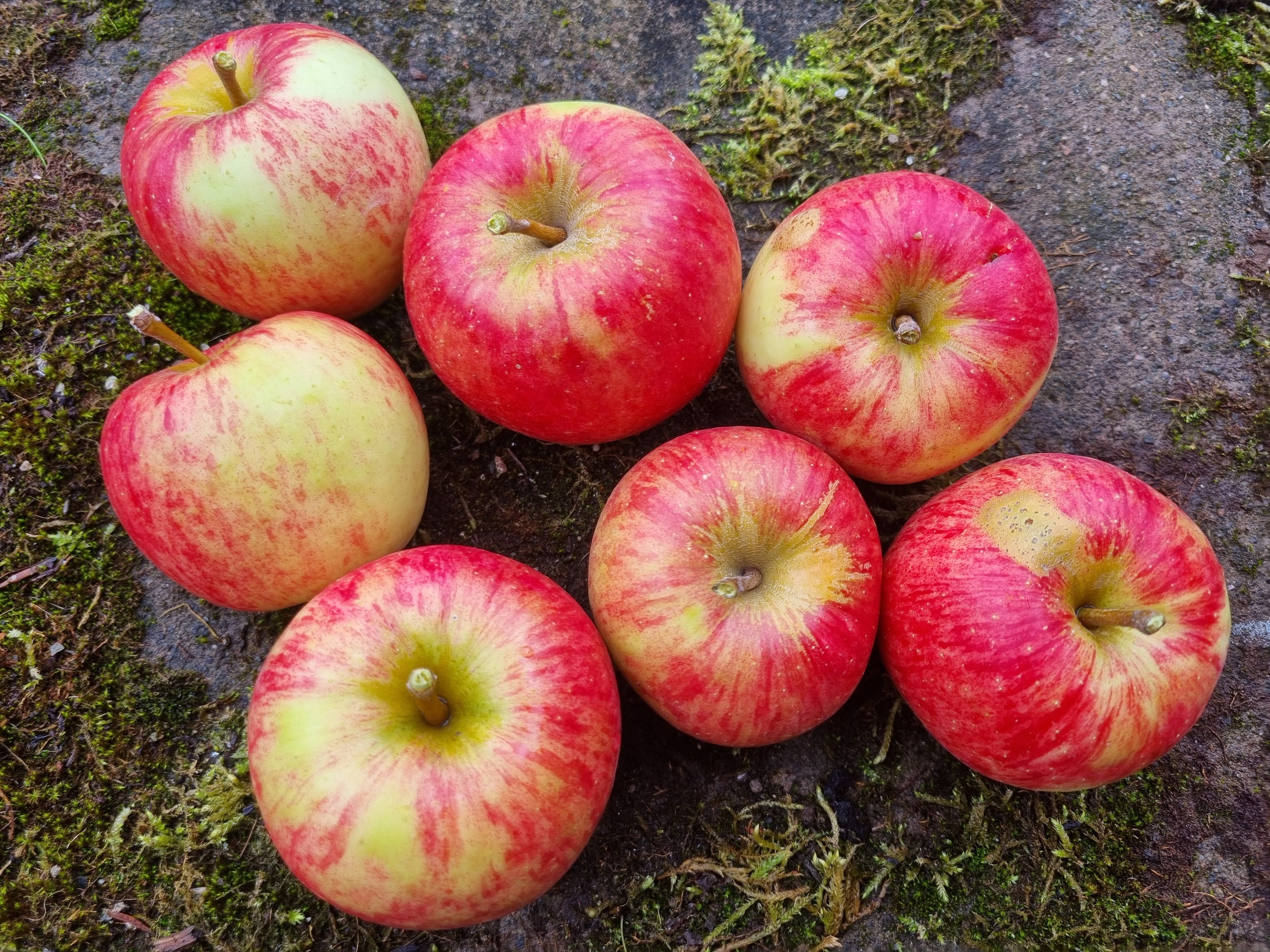 Apples