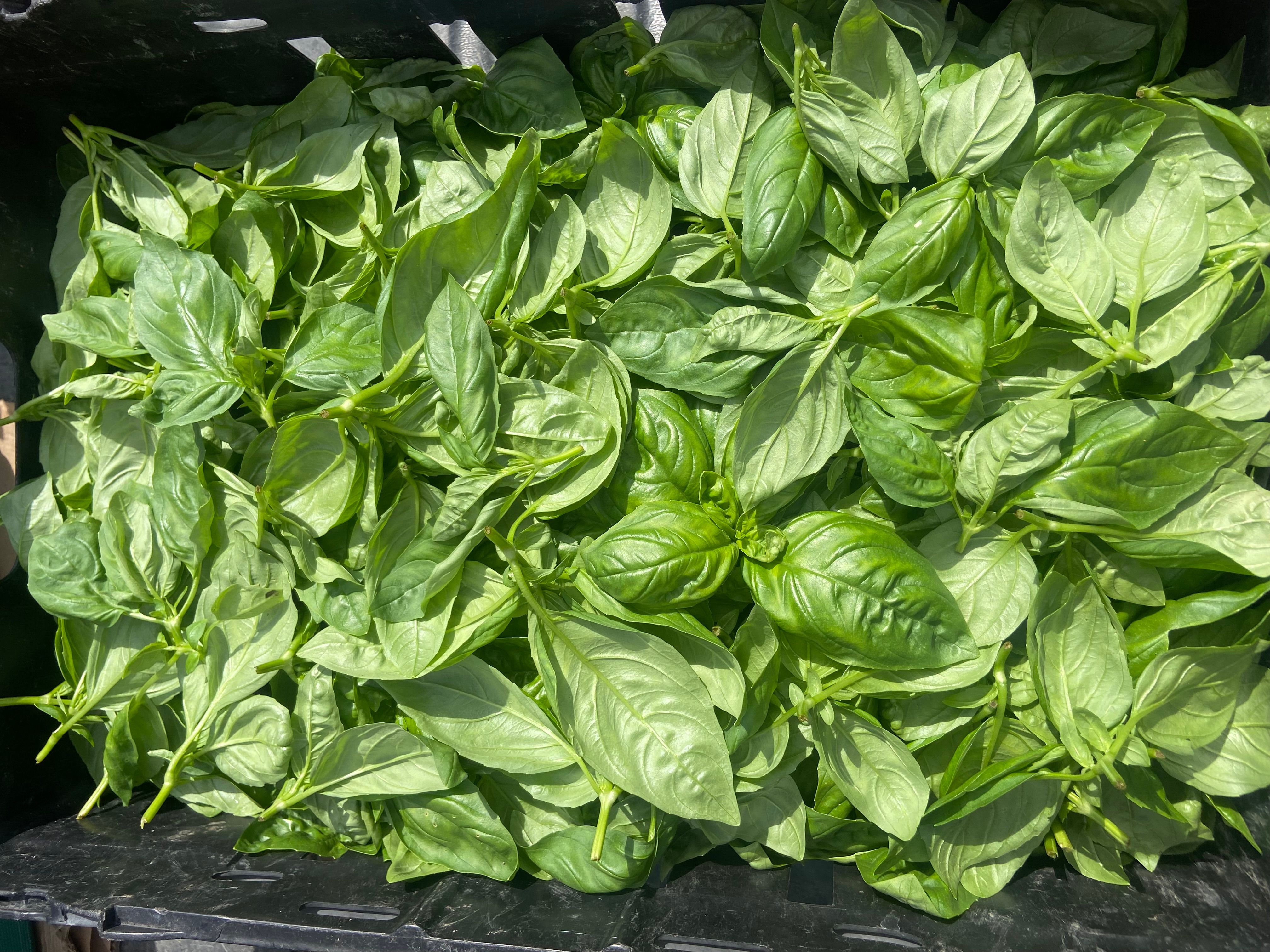 Image of Big Basil Bag  