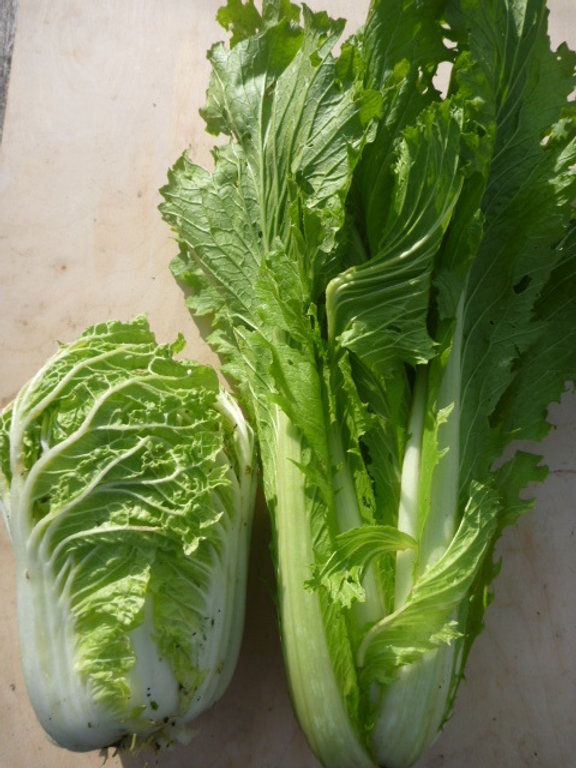 Image of Chinese Cabbage