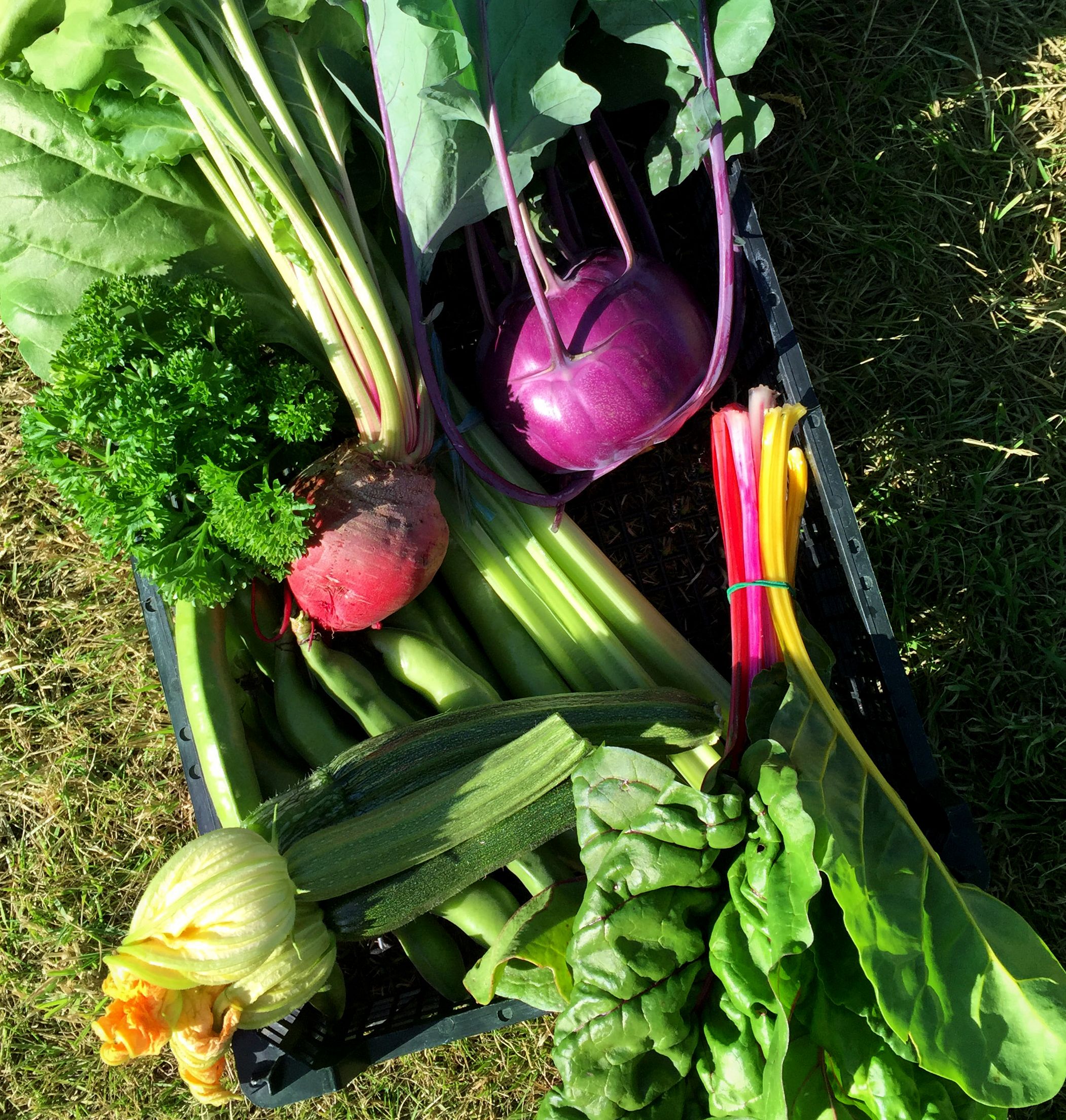 'SMALL' Vegetable Box