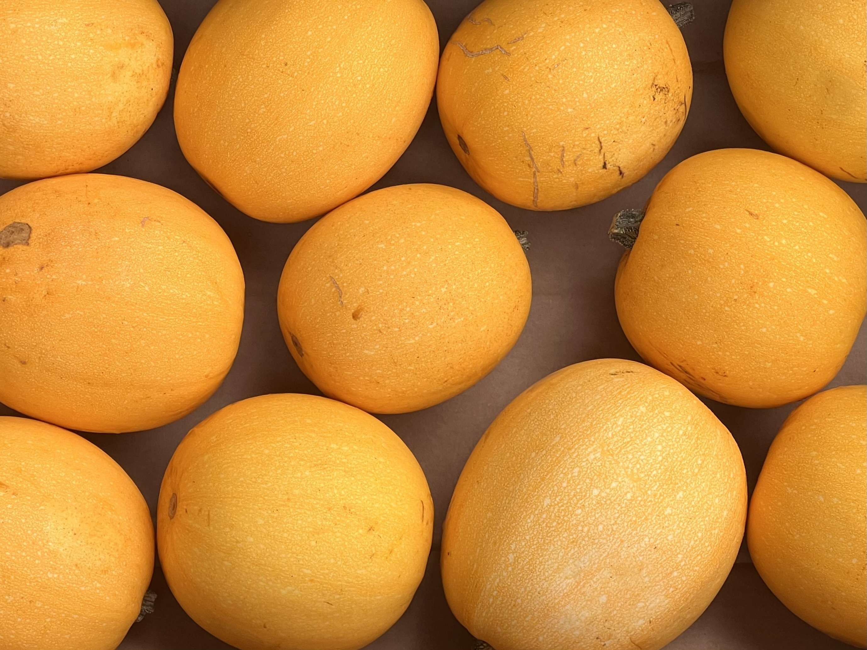 Image of Squash "Spaghetti"