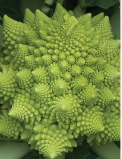 Image of Romanesco