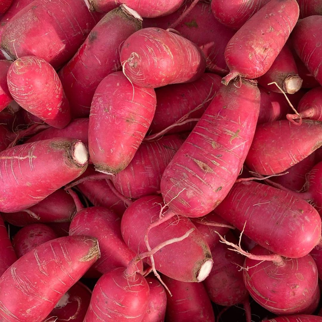 Winter Radish