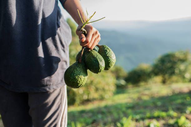 Image of Organic Avocados