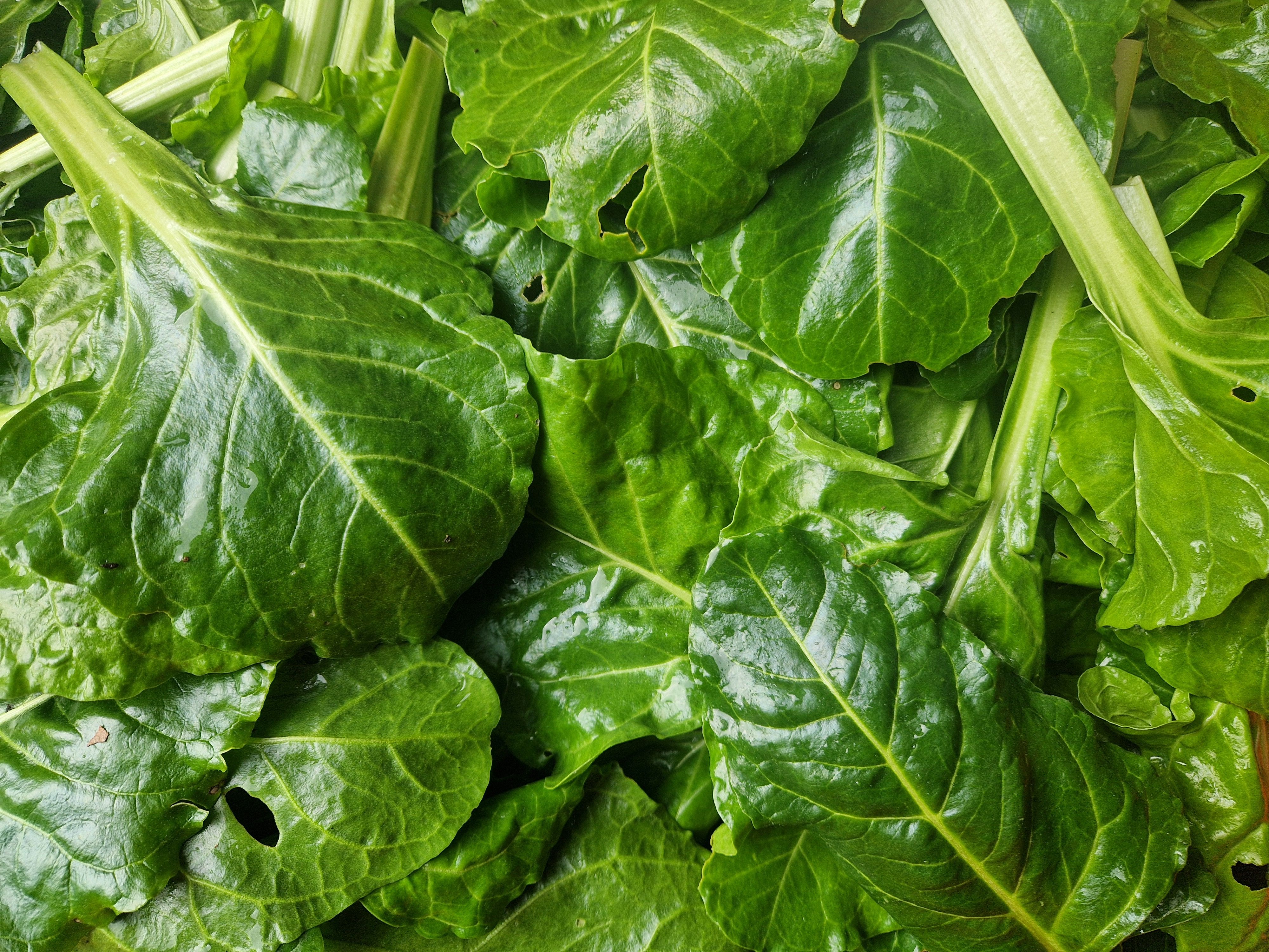 Image of Spinach Perpetual
