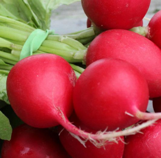 Image of Winter Radish