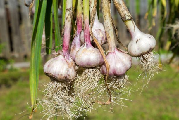 Image of Organic Garlic