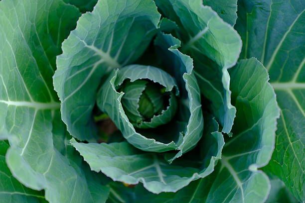 Image of Organic Spring Greens