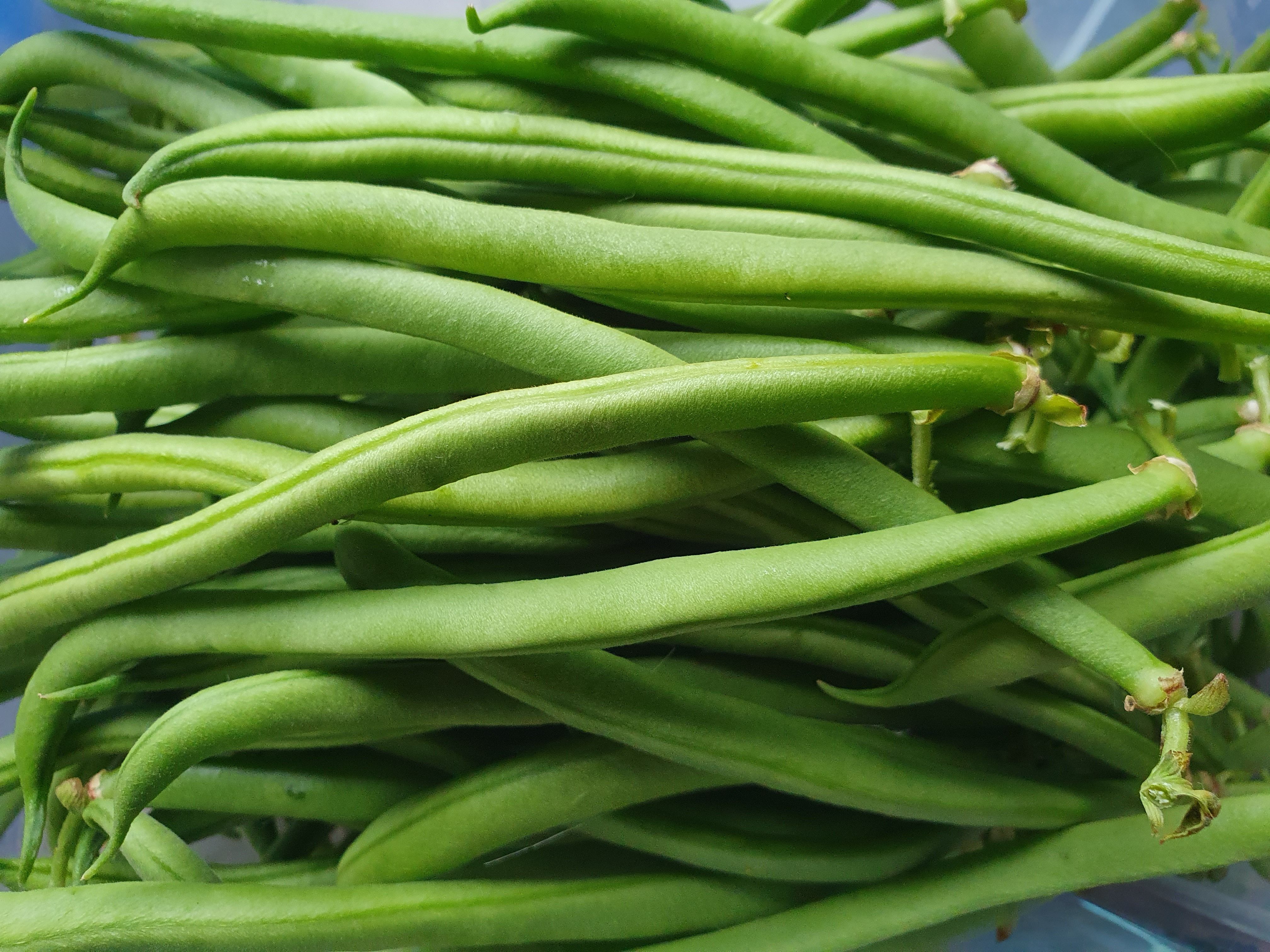 Image of French Beans