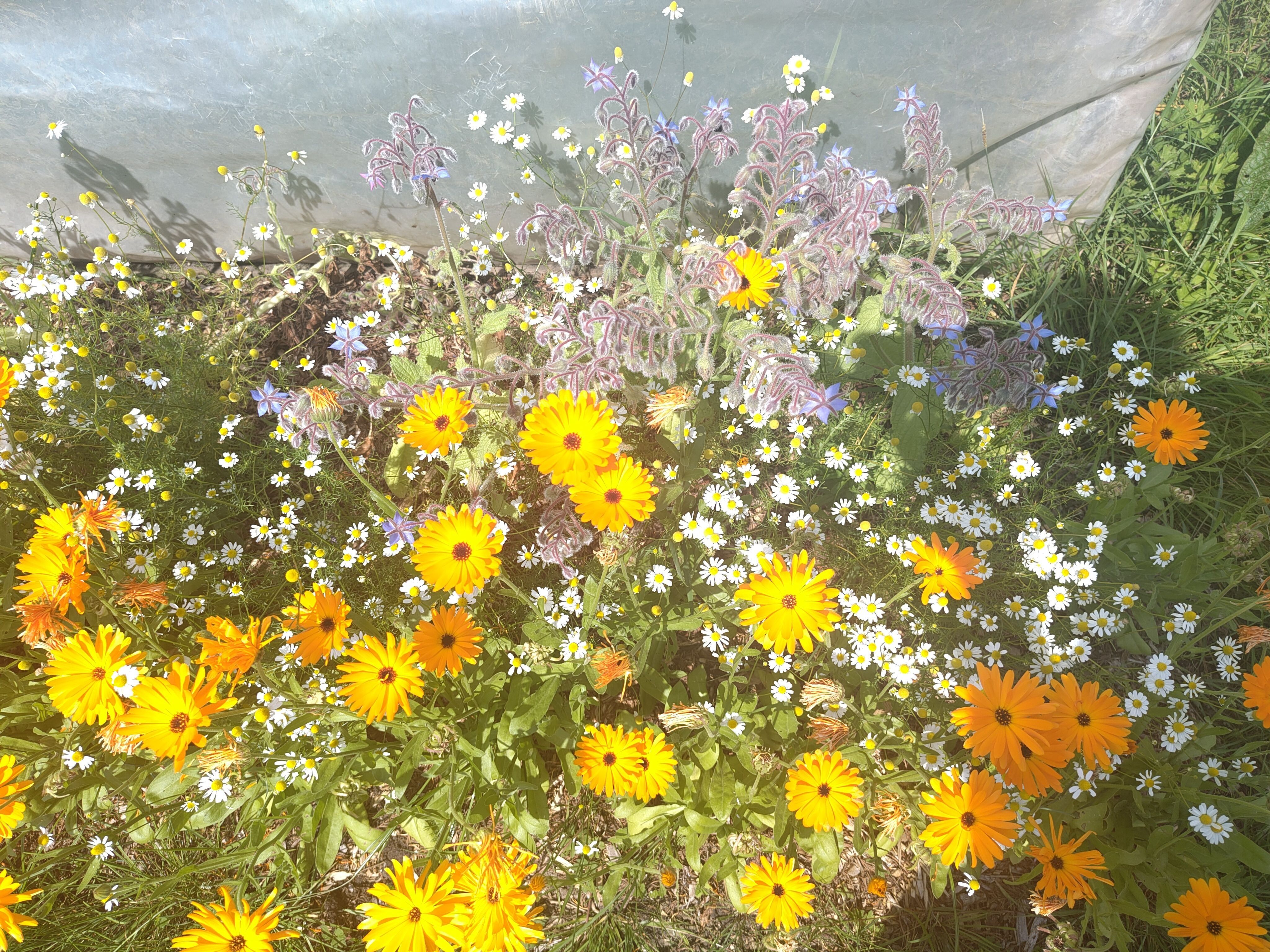 Image of Locavore Herbs & Flavours