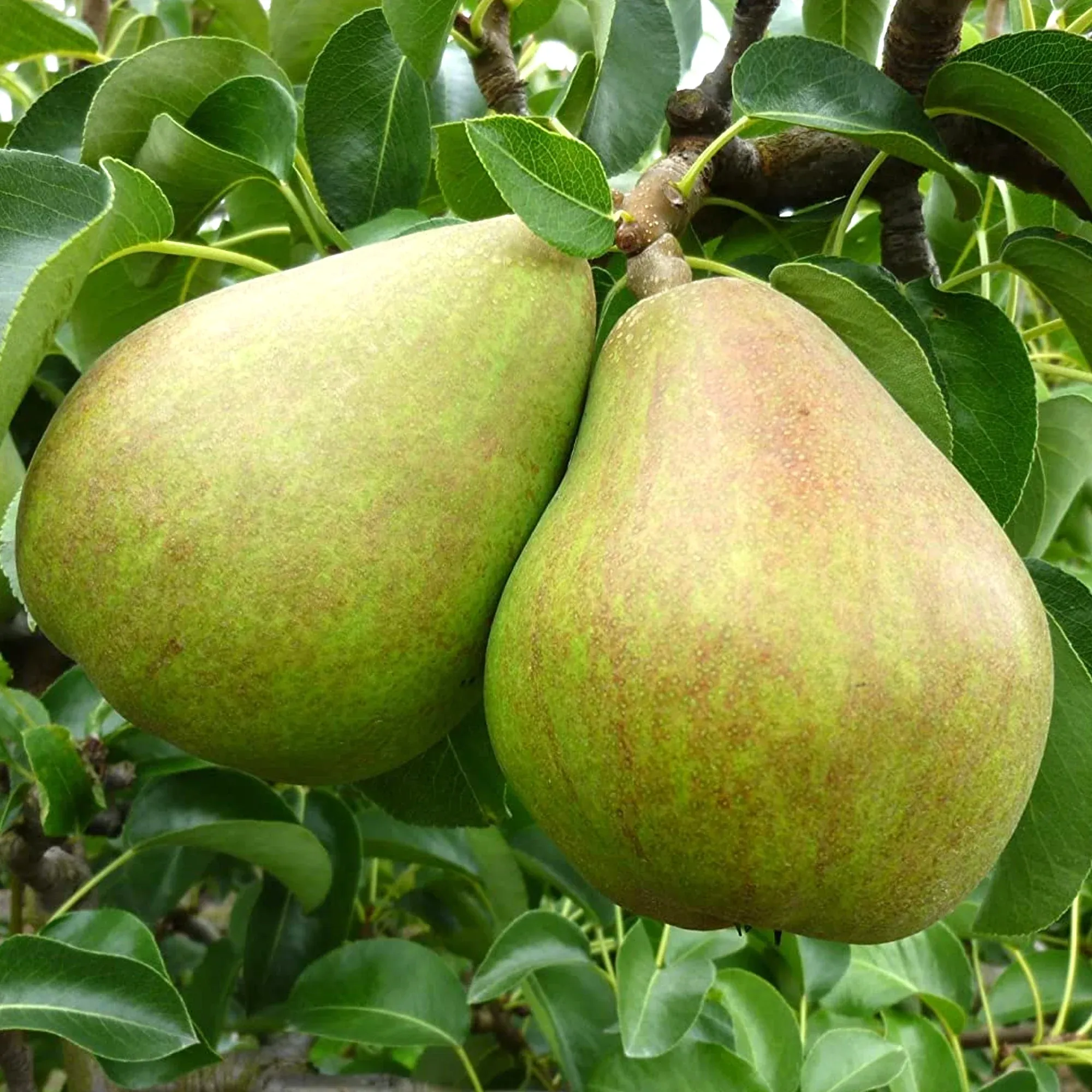 Image of Pears - Comice (Organic) - 750g