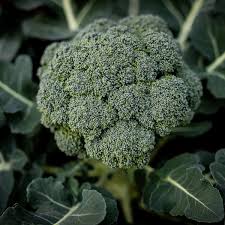 Calabrese