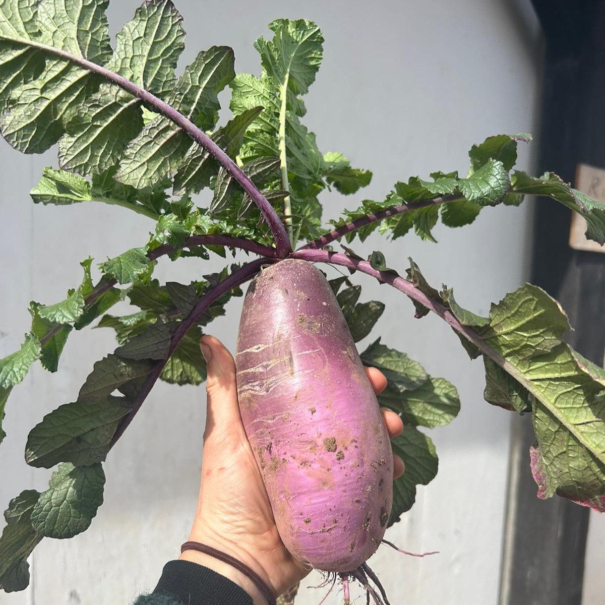 Purple Daikon