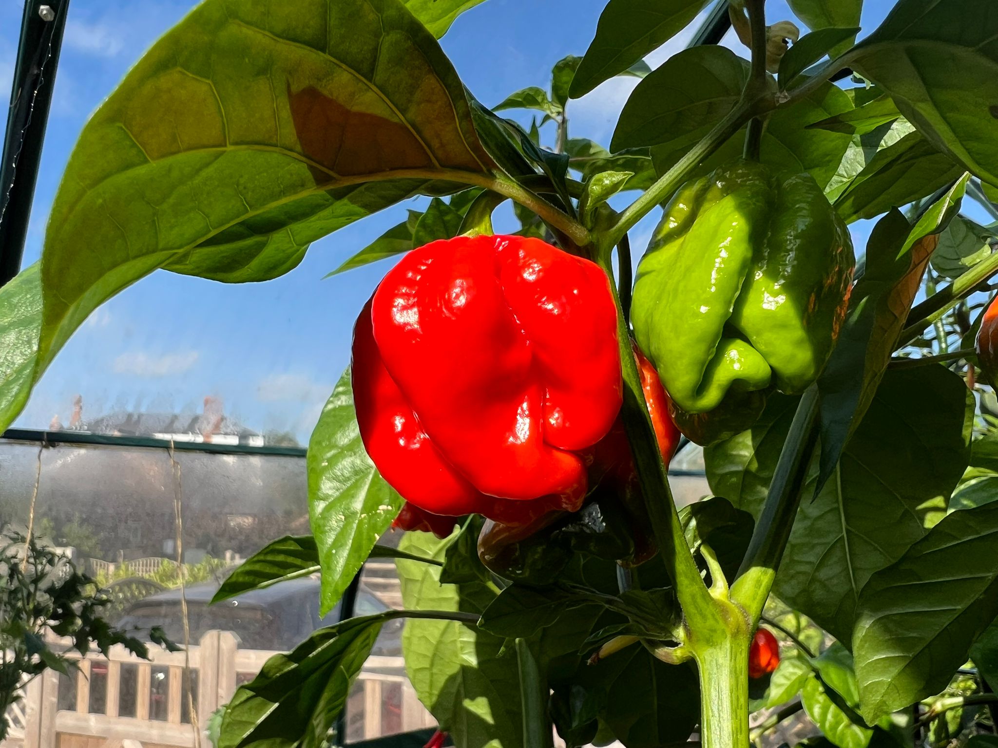 Chilli, Incredibly Hot