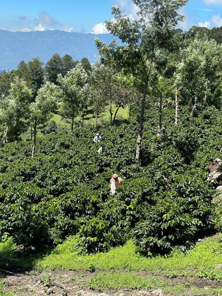 Image of Honduras Rosely Hernandez - Coffee