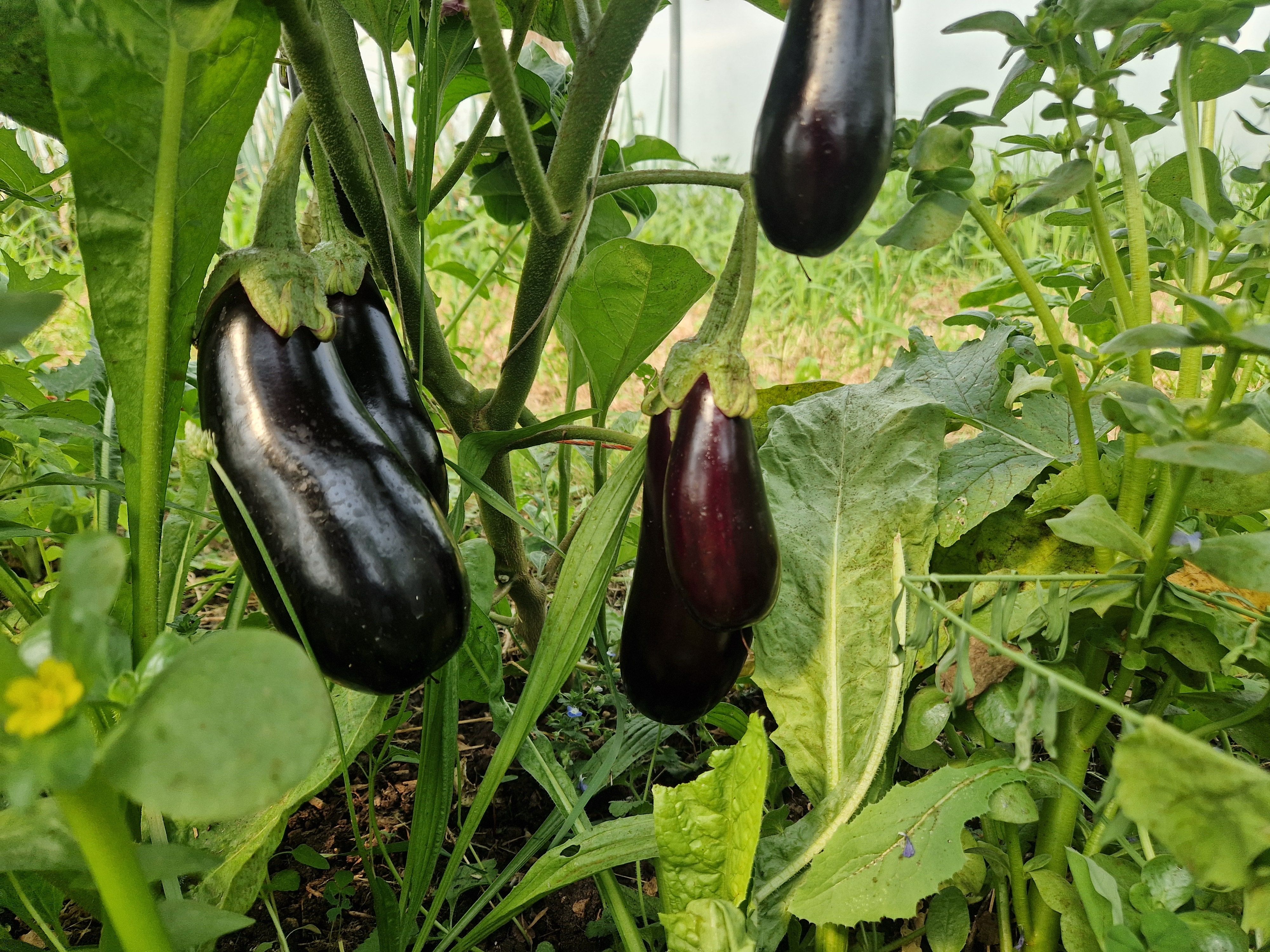 Image of Aubergine