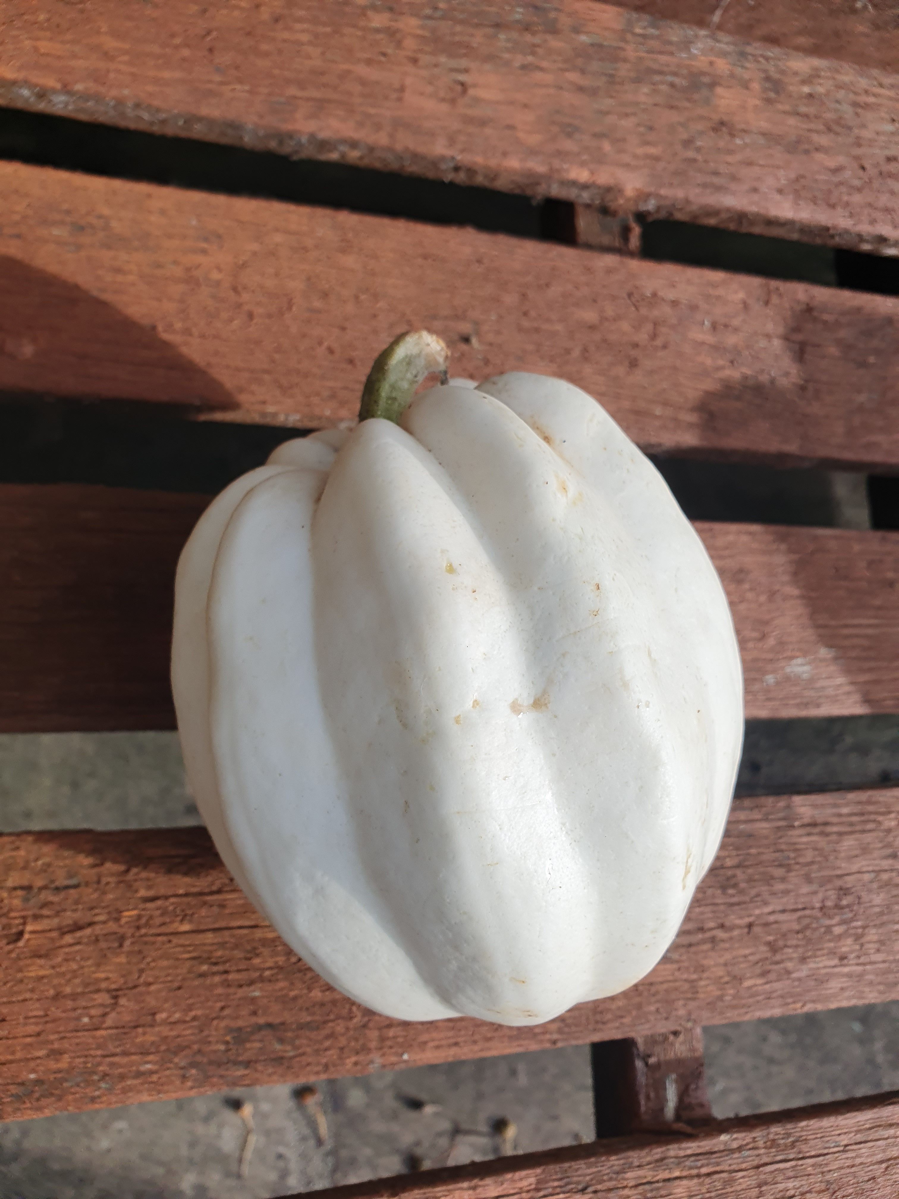 Squash "Mashed Potato"