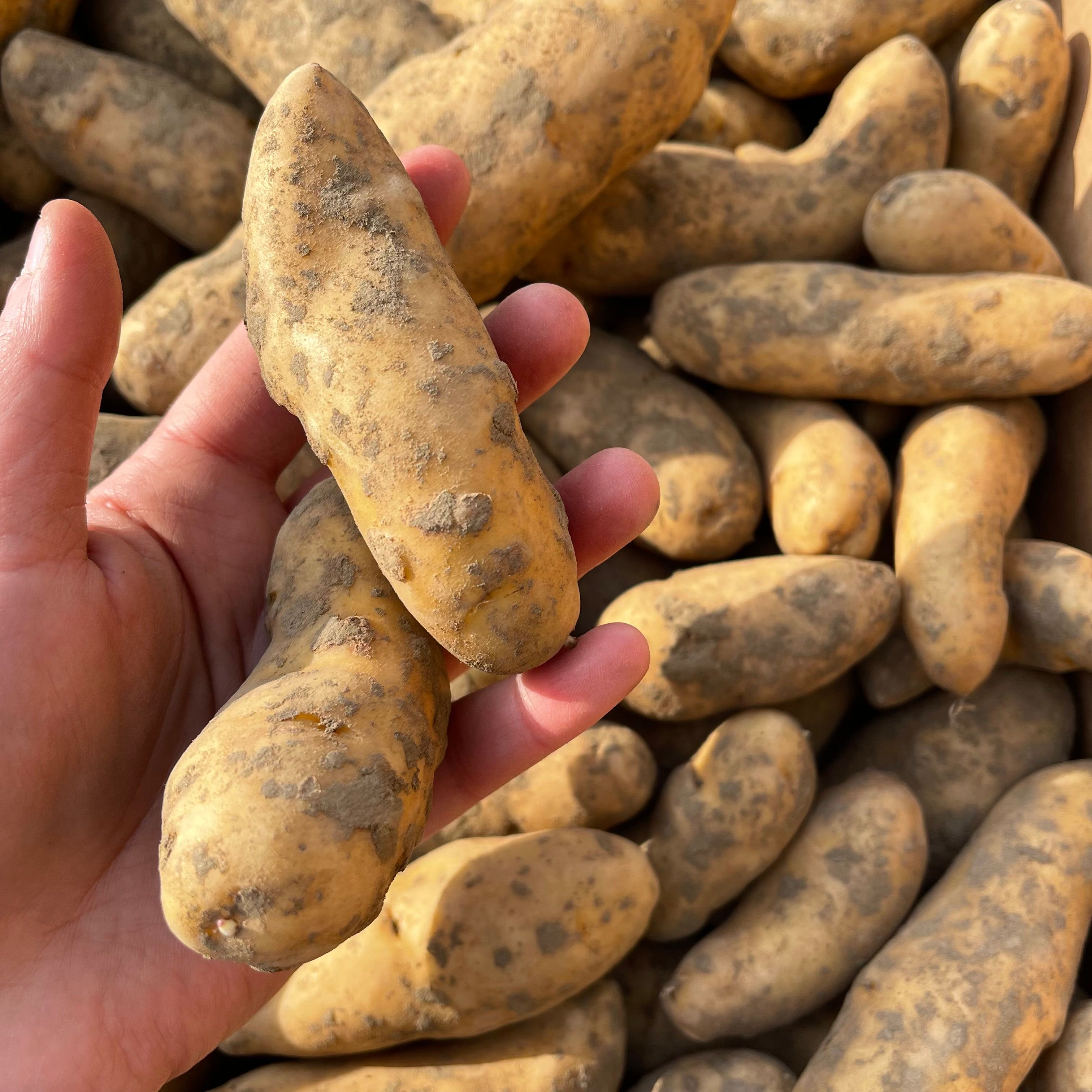 Potatoes La Ratte
