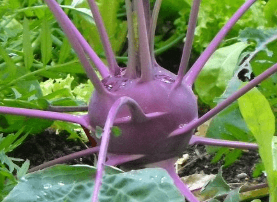 Kohl Rabi [Blue Delikatess]