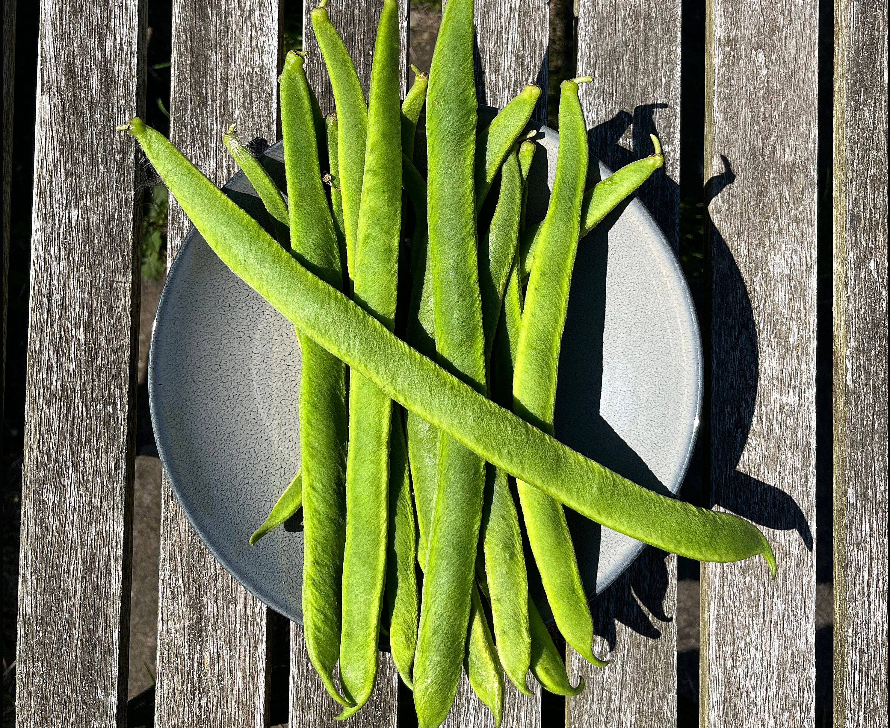 Beans [Scarlet Emperor]