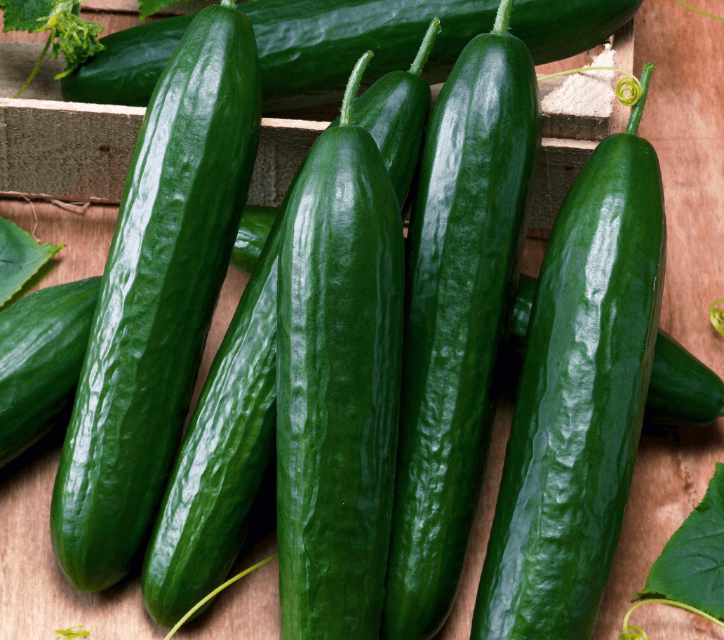 Cucumber [Marketmore]