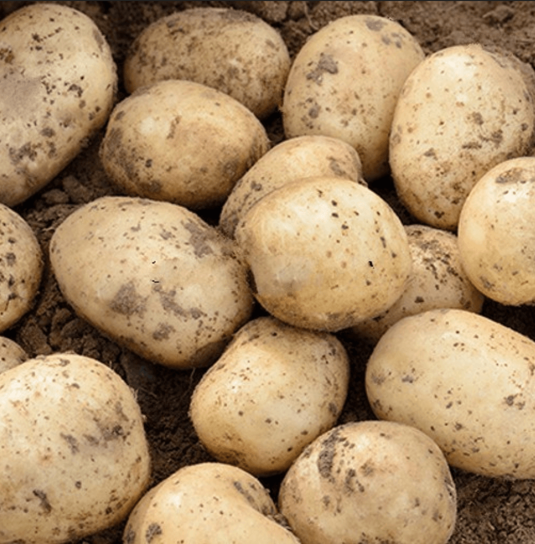 Potatoes [New – Casa Blanca]