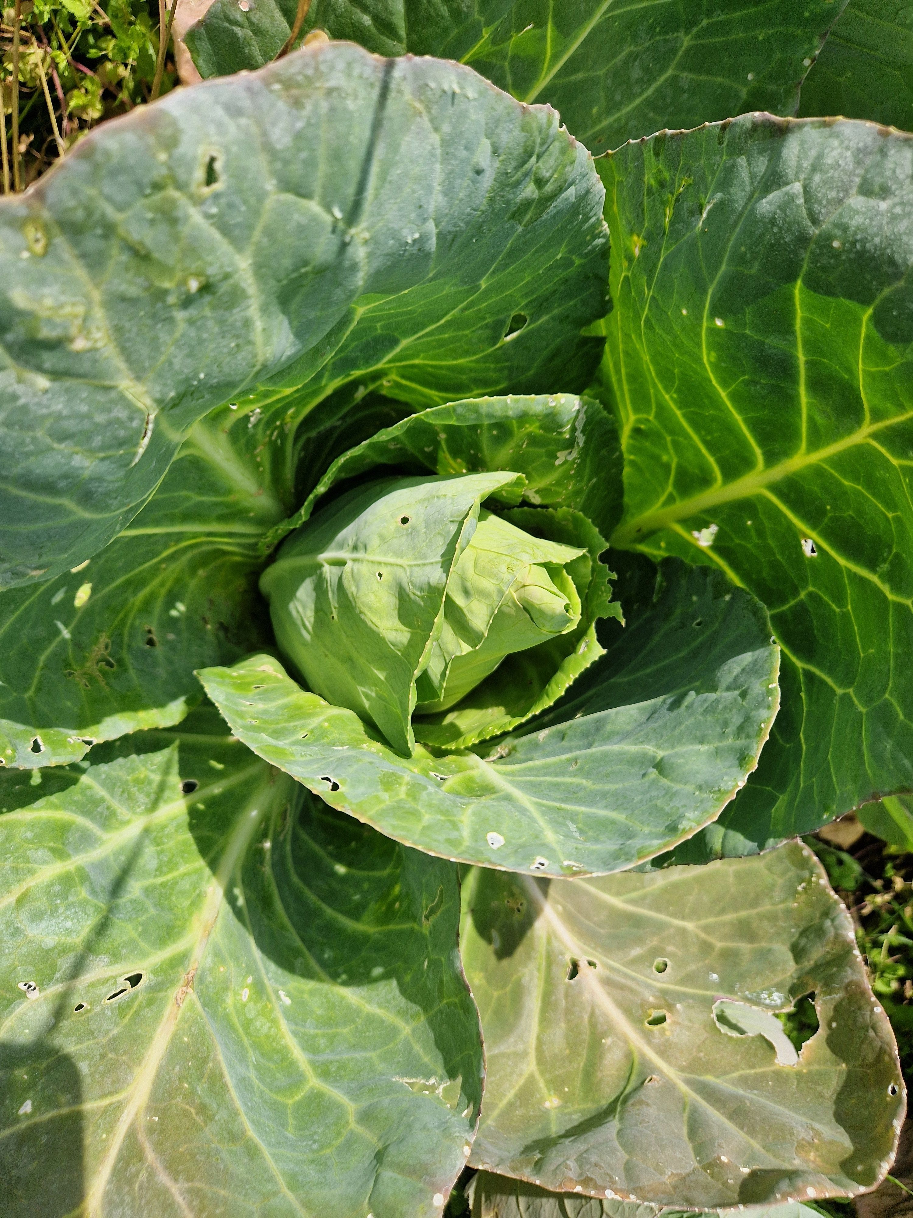 Image of Cabbage Sweet Heart
