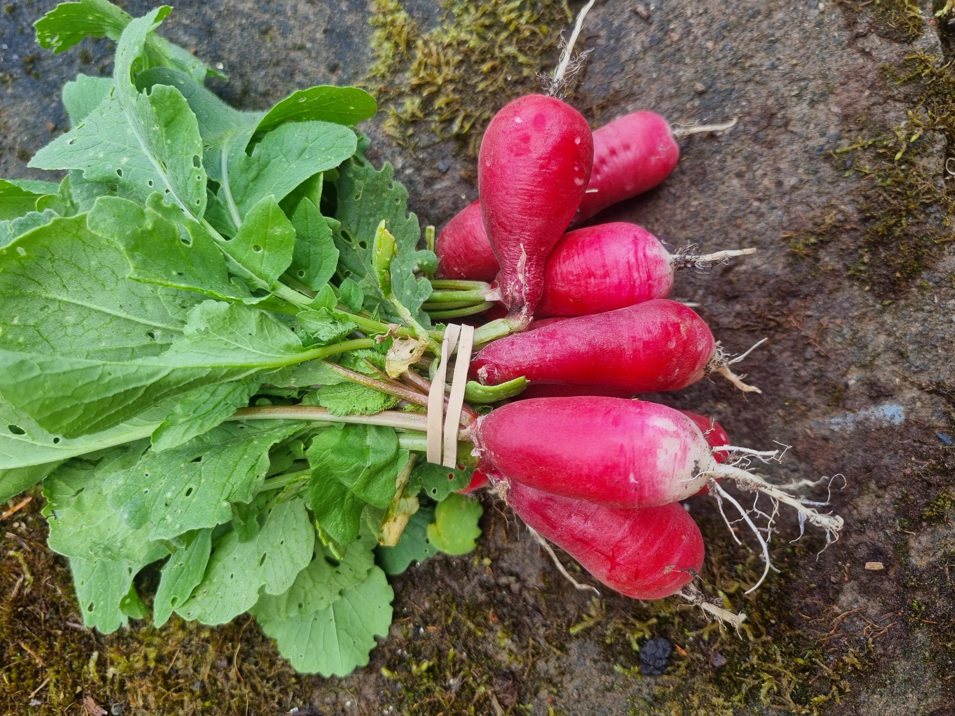 Radish