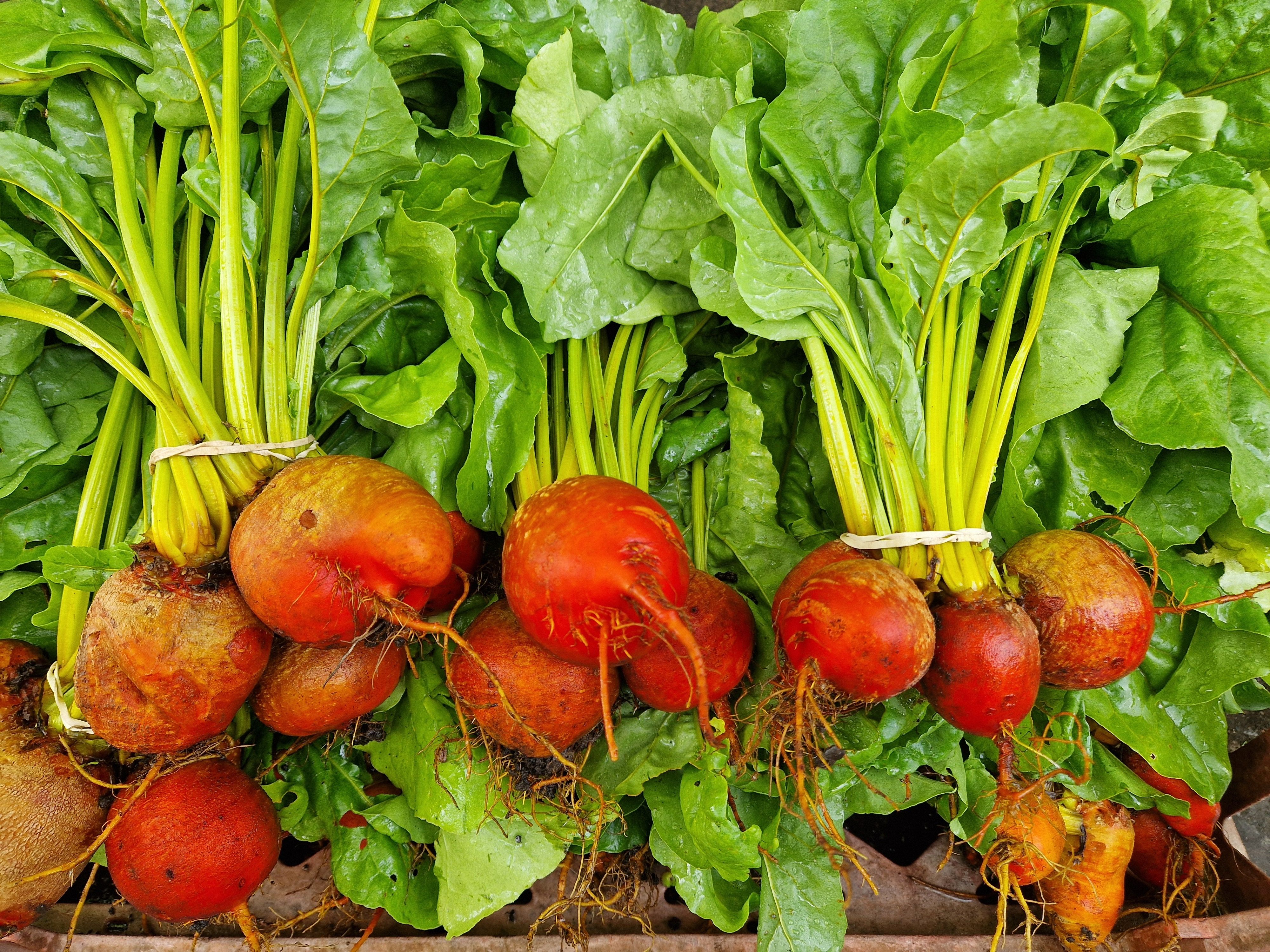 Image of Beetroot Golden